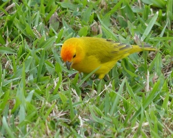 Saffron Finch